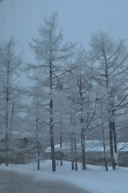 中庭の樹氷.jpg